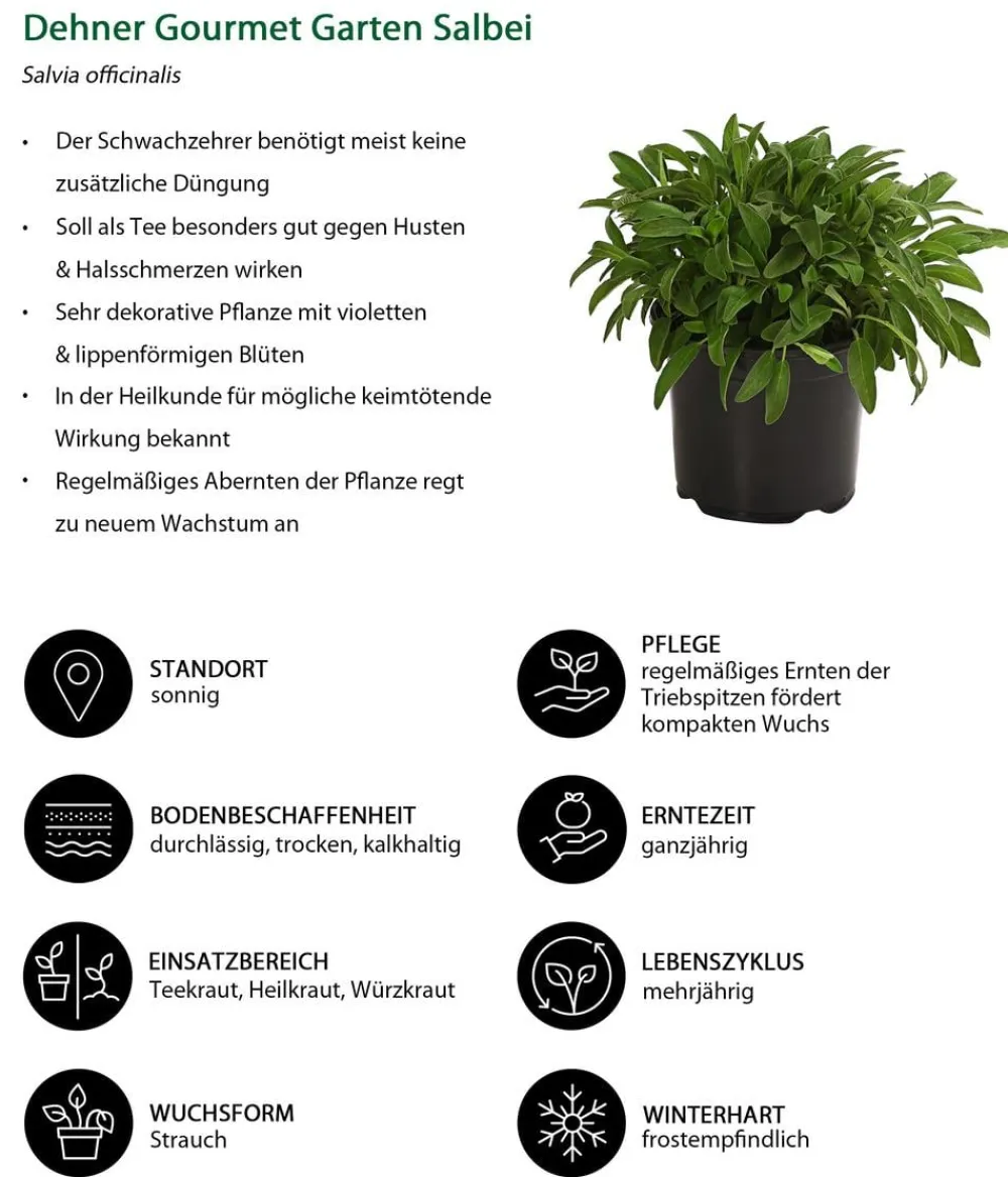 Dehner Gourmet Garten Garten- & Heilkräuter|Gourmet-Kräuter > Salbei