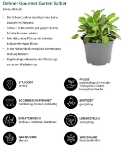 Dehner Gourmet Garten Salbei Grün Online