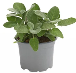 Dehner Gourmet Garten Garten- & Heilkräuter|Gourmet-Kräuter - Salbei Grün