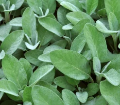 Dehner Gourmet Garten Garten- & Heilkräuter|Gourmet-Kräuter - Salbei Grün