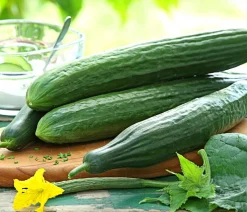 Dehner Gourmet Garten Zucchini- & Gurkenpflanzen - Schlangengurke, veredelt Grün