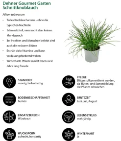 Dehner Gourmet Garten Schnittknoblauch Grün Outlet