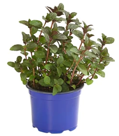 Dehner Gourmet Garten Küchenkräuter - Schokoladenminze Grün