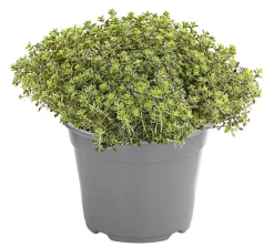 Dehner Gourmet Garten Garten- & Heilkräuter|Gourmet-Kräuter > thymian