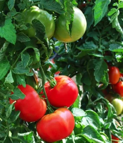 Dehner Gourmet Garten Steaktomate, veredelt Rot Hot