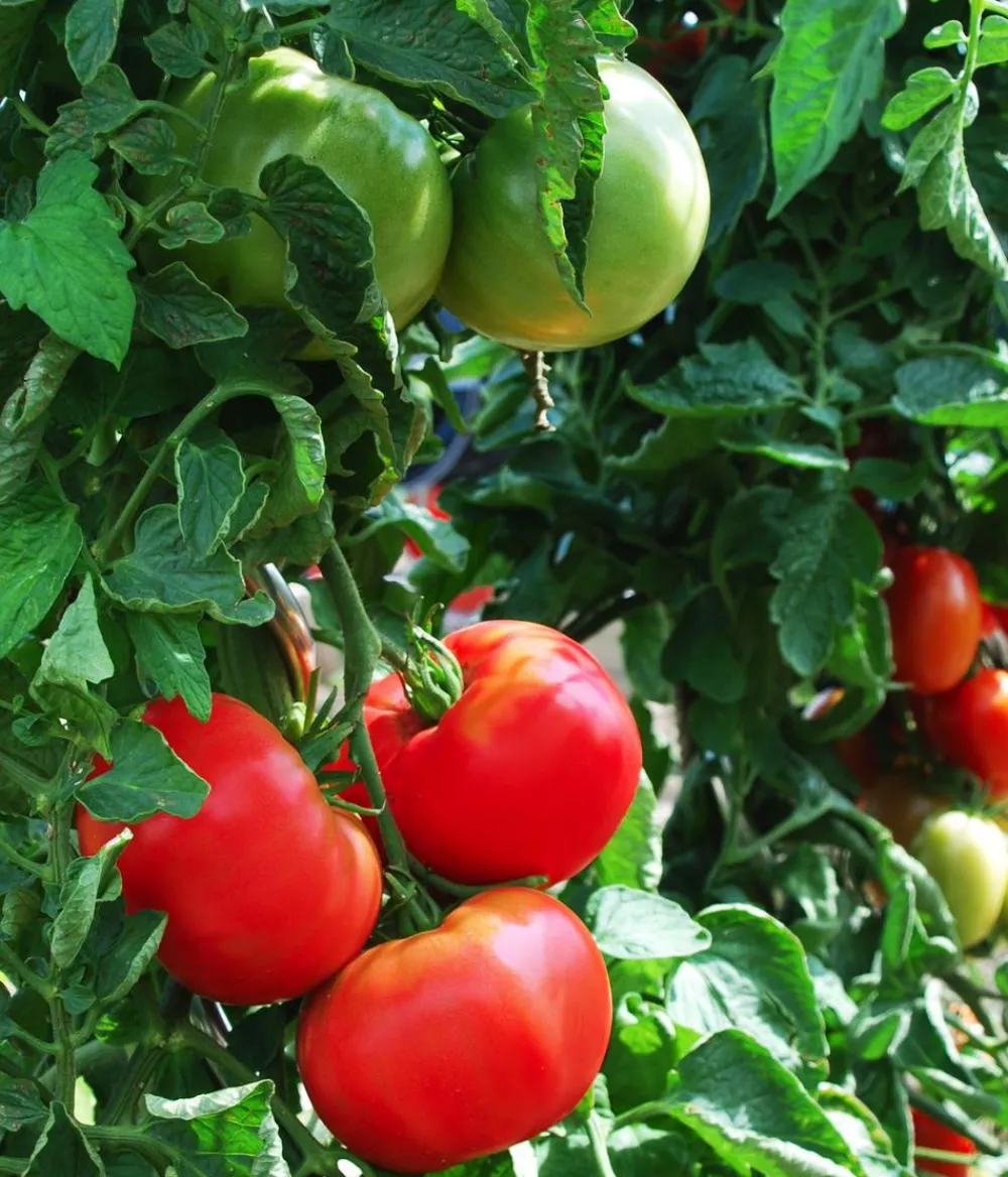 Dehner Gourmet Garten Steaktomate, veredelt Rot Hot
