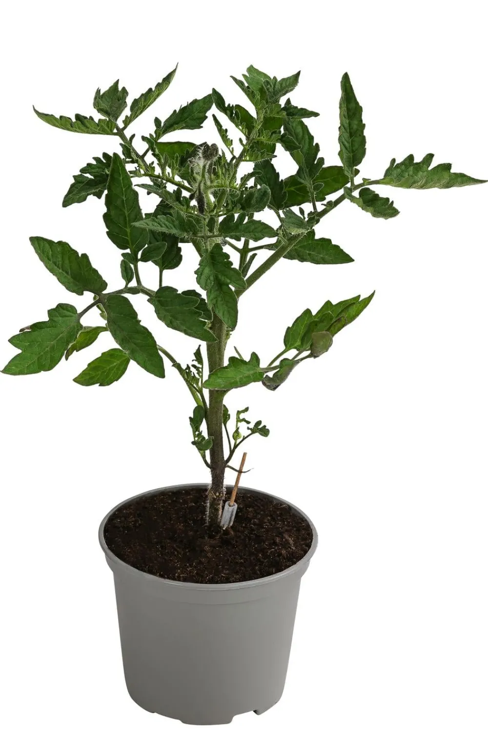 Dehner Gourmet Garten Steaktomate, veredelt Rot Hot