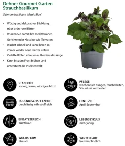 Dehner Gourmet Garten Garten- & Heilkräuter|Gourmet-Kräuter > Strauchbasilikum 'Magic Blue'