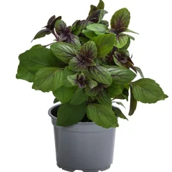 Dehner Gourmet Garten Garten- & Heilkräuter|Gourmet-Kräuter > Strauchbasilikum 'Magic Blue'