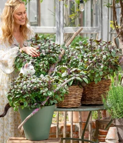 Dehner Gourmet Garten Garten- & Heilkräuter|Gourmet-Kräuter > Strauchbasilikum 'Magic Blue'