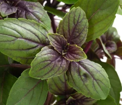 Dehner Gourmet Garten Garten- & Heilkräuter|Gourmet-Kräuter > Strauchbasilikum 'Magic Blue'