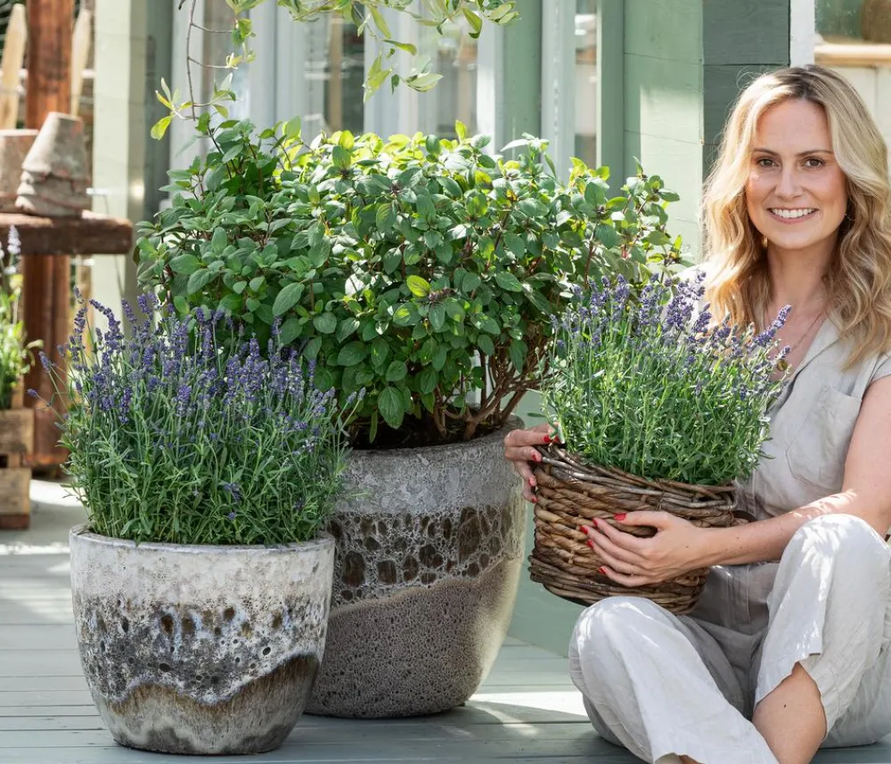 Dehner Gourmet Garten Garten- & Heilkräuter|Gourmet-Kräuter > Strauchbasilikum 'Magic Blue'
