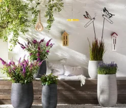 Dehner Gourmet Garten Garten- & Heilkräuter|Gourmet-Kräuter > Strauchbasilikum 'Magic Blue'