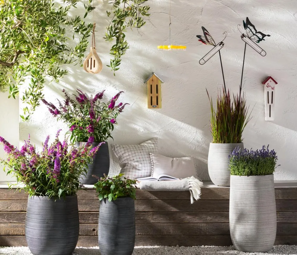 Dehner Gourmet Garten Garten- & Heilkräuter|Gourmet-Kräuter > Strauchbasilikum 'Magic Blue'