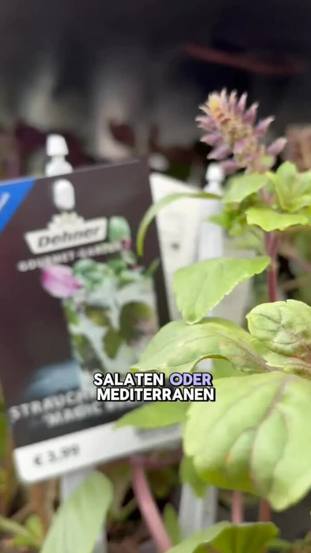Dehner Gourmet Garten Garten- & Heilkräuter|Gourmet-Kräuter > Strauchbasilikum 'Magic Blue'