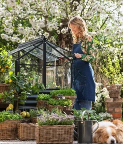 Dehner Gourmet Garten Garten- & Heilkräuter|Gourmet-Kräuter > Strauchbasilikum 'Magic Blue'