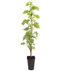 Dehner Gourmet Garten Weinreben & Gartenobst|Beerensträucher - Tafeltraube 'Palatina'