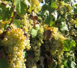 Dehner Gourmet Garten Weinreben & Gartenobst|Beerensträucher - Tafeltraube 'Palatina'