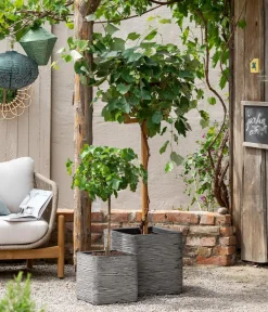 Dehner Gourmet Garten Weinreben & Gartenobst|Beerensträucher - Tafeltraube 'Palatina'