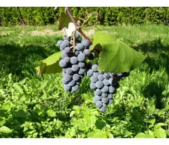 Dehner Gourmet Garten Tafeltraube 'Muscat Bleu' Blau Hot
