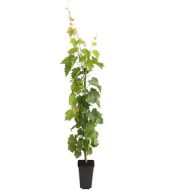 Dehner Gourmet Garten Tafeltraube 'Muscat Bleu' Blau Hot