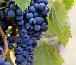 Dehner Gourmet Garten Tafeltraube 'Muscat Bleu' Blau Hot