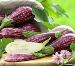 Dehner Gourmet Garten Tigeraubergine Lila Online
