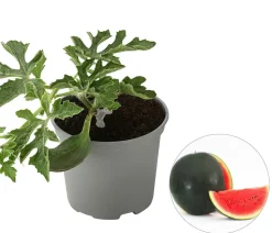 Dehner Gourmet Garten Weinreben & Gartenobst|Melonen- & Kürbispflanzen > Wassermelone, veredelt