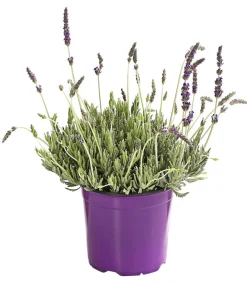 Dehner Gourmet Garten Zahn Lavendel Hot