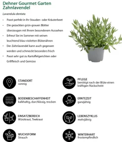 Dehner Gourmet Garten Garten- & Heilkräuter|Gourmet-Kräuter - Zahnlavendel