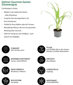 Dehner Gourmet Garten Garten- & Heilkräuter|Gourmet-Kräuter > Zitronengras