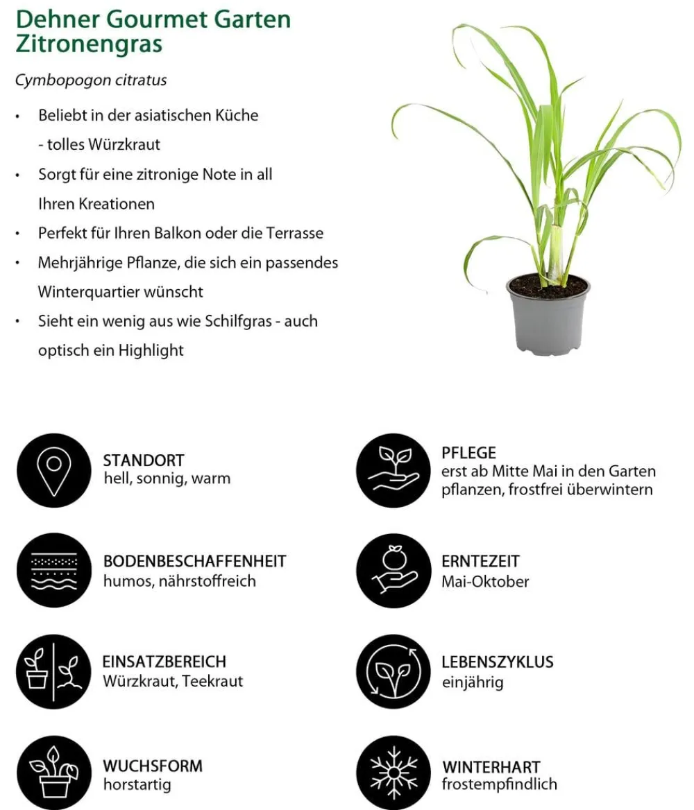 Dehner Gourmet Garten Garten- & Heilkräuter|Gourmet-Kräuter > Zitronengras