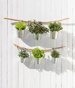 Dehner Gourmet Garten Garten- & Heilkräuter|Gourmet-Kräuter > Zitronenverbene
