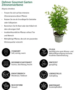 Dehner Gourmet Garten Garten- & Heilkräuter|Gourmet-Kräuter > Zitronenverbene