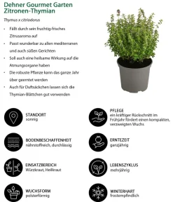 Dehner Gourmet Garten Zitronen-Thymian Grün Discount