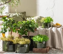Dehner Gourmet Garten Garten- & Heilkräuter|Gourmet-Kräuter - Zitronenmelisse Grün