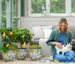 Dehner Gourmet Garten Garten- & Heilkräuter|Gourmet-Kräuter - Zitronenmelisse Grün