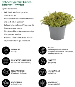 Dehner Gourmet Garten Garten- & Heilkräuter|Gourmet-Kräuter - Zitronen-Thymian Grün