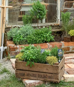 Dehner Gourmet Garten Garten- & Heilkräuter|Gourmet-Kräuter - Zitronen-Thymian Grün