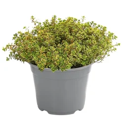 Dehner Gourmet Garten Garten- & Heilkräuter|Gourmet-Kräuter - Zitronen-Thymian Grün