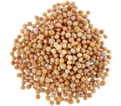 Dehner Gründüngung senf, 80 g Gelb Clearance