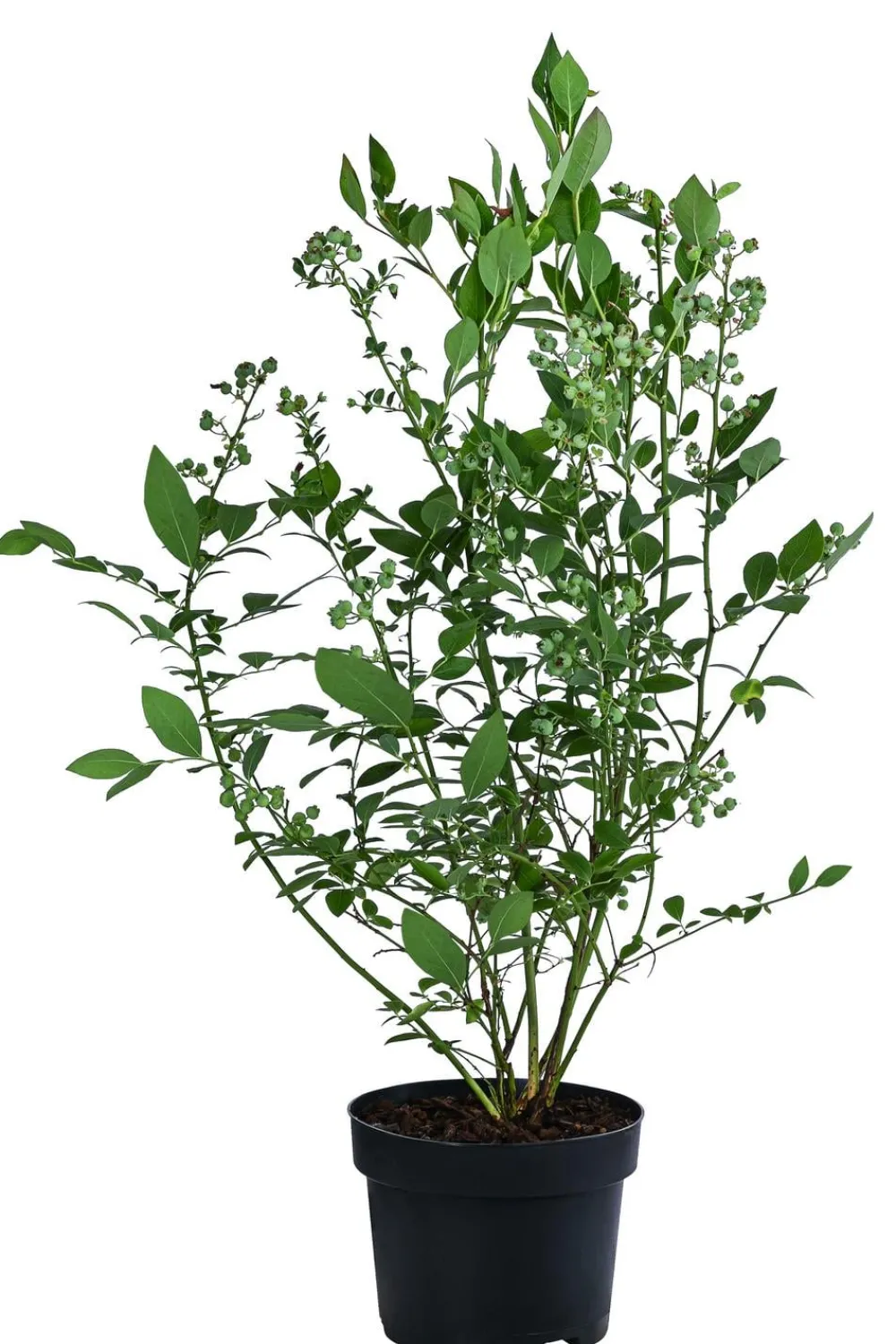 Dehner Heidelbeeren Heidelbeeren - Dehner Heidelbeere 'Bluecrop' Blau