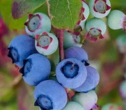 Dehner Heidelbeeren Heidelbeeren - Dehner Heidelbeere 'Bluecrop' Blau