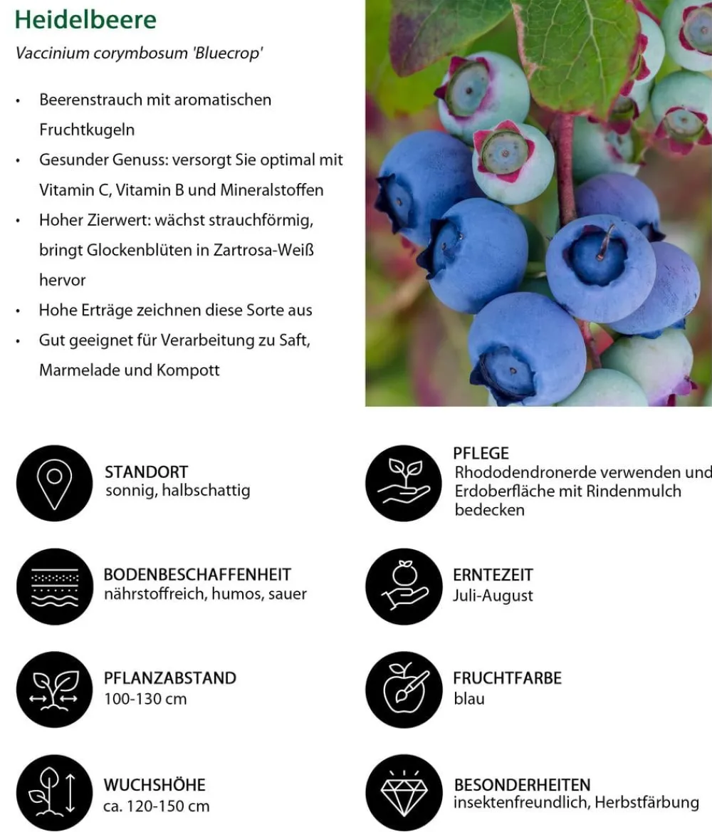 Dehner Heidelbeeren Heidelbeeren - Dehner Heidelbeere 'Bluecrop' Blau