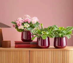 Dehner Blumentöpfe & Übertöpfe > Keramik-Übertopf Cindy, rund, brombeer, ca. Ø15 cm