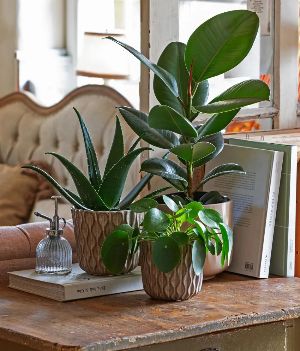 Dehner Orchideentöpfe|Blumentöpfe & Übertöpfe - Keramik-Übertopf Fleur, konisch, creme/