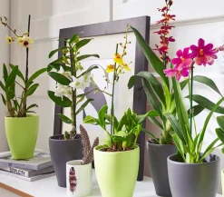 Dehner Orchideentöpfe|Blumentöpfe & Übertöpfe > Keramik-Übertopf, konisch, ca. Ø13 cm