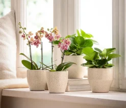 Dehner Orchideentöpfe|Blumentöpfe & Übertöpfe > Keramik-Übertopf Lea, konisch,