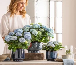 Dehner Keramik-Übertopf Pavone, rund, Blau Discount