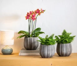 Dehner Orchideentöpfe|Blumentöpfe & Übertöpfe > Keramik-Übertopf Samu, bauchig, , ca. Ø16 cm